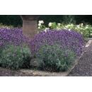 Lavendel-Pflanze - Lavandula angustifolia Dwarf Blue - Echter Lavendel - 9cm Topf - Set mit 6 Pflanzen