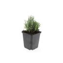 Lavendel-Pflanze - Lavandula angustifolia Dwarf Blue - Echter Lavendel - 9cm Topf - Set mit 6 Pflanzen