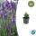 Lavendel-Pflanze - Lavandula angustifolia Dwarf Blue - Echter Lavendel - 9cm Topf - Set mit 6 Pflanzen
