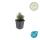 Lavendel-Pflanze - Lavandula angustifolia Dwarf Blue - Echter Lavendel - 9cm Topf - Set mit 6 Pflanzen