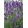 Lavendel-Pflanze - Lavandula angustifolia Dwarf Blue - Echter Lavendel - 9cm Topf - Set mit 6 Pflanzen