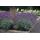 Lavendel-Pflanze - Lavandula angustifolia Dwarf Blue - Echter Lavendel - 9cm Topf - Set mit 6 Pflanzen