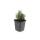 Lavendel-Pflanze - Lavandula angustifolia Dwarf Blue - Echter Lavendel - 9cm Topf - Set mit 6 Pflanzen