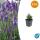 Lavendel-Pflanze - Lavandula angustifolia Dwarf Blue - Echter Lavendel - 9cm Topf - Set mit 60 Pflanzen