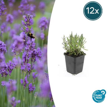 Lavendel-Pflanze - Lavandula angustifolia Munstead - Echter Lavendel - 9cm Topf - Set mit 12 Pflanzen