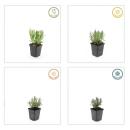 Lavendel-Pflanze - Lavandula angustifolia Munstead - Echter Lavendel - 9cm Topf - Set mit 12 Pflanzen