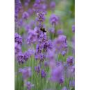 Lavendel-Pflanze - Lavandula angustifolia Munstead - Echter Lavendel - 9cm Topf - Set mit 12 Pflanzen