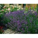 Lavendel-Pflanze - Lavandula angustifolia Munstead - Echter Lavendel - 9cm Topf - Set mit 12 Pflanzen