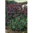 Lavendel-Pflanze - Lavandula angustifolia Munstead - Echter Lavendel - 9cm Topf - Set mit 12 Pflanzen