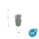 Lavendel-Pflanze - Lavandula angustifolia Munstead - Echter Lavendel - 9cm Topf - Set mit 12 Pflanzen