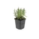 Lavendel-Pflanze - Lavandula angustifolia Munstead - Echter Lavendel - 9cm Topf - Set mit 12 Pflanzen