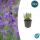Lavendel-Pflanze - Lavandula angustifolia Munstead - Echter Lavendel - 9cm Topf - Set mit 12 Pflanzen