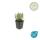 Lavendel-Pflanze - Lavandula angustifolia Munstead - Echter Lavendel - 9cm Topf - Set mit 12 Pflanzen