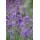 Lavendel-Pflanze - Lavandula angustifolia Munstead - Echter Lavendel - 9cm Topf - Set mit 12 Pflanzen