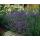 Lavendel-Pflanze - Lavandula angustifolia Munstead - Echter Lavendel - 9cm Topf - Set mit 12 Pflanzen