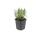 Lavendel-Pflanze - Lavandula angustifolia Munstead - Echter Lavendel - 9cm Topf - Set mit 12 Pflanzen