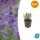 Lavendel-Pflanze - Lavandula angustifolia Munstead - Echter Lavendel - 9cm Topf - Set mit 60 Pflanzen