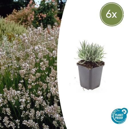 Weisser Provence-Lavendel - Lavandula intermedia Edelweiss - 9cm Topf - Set mit 6 Pflanzen