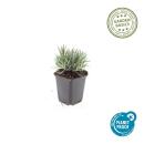 Weisser Provence-Lavendel - Lavandula intermedia Edelweiss - 9cm Topf - Set mit 6 Pflanzen