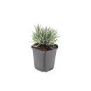 Weisser Provence-Lavendel - Lavandula intermedia Edelweiss - 9cm Topf - Set mit 6 Pflanzen