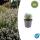 Weisser Provence-Lavendel - Lavandula intermedia Edelweiss - 9cm Topf - Set mit 6 Pflanzen