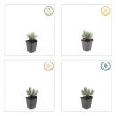 Weisser Provence-Lavendel - Lavandula intermedia Edelweiss - 9cm Topf - Set mit 12 Pflanzen