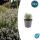 Weisser Provence-Lavendel - Lavandula intermedia Edelweiss - 9cm Topf - Set mit 12 Pflanzen