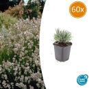 Weisser Provence-Lavendel - Lavandula intermedia Edelweiss - 9cm Topf - Set mit 60 Pflanzen