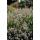 Weisser Provence-Lavendel - Lavandula intermedia Edelweiss - 9cm Topf - Set mit 60 Pflanzen