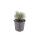 Weisser Provence-Lavendel - Lavandula intermedia Edelweiss - 9cm Topf - Set mit 60 Pflanzen