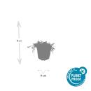 Bodendecker - Moos - Braunes Fiederpolster - Leptinella squalida - Cotula - 9cm Topf - Set mit 6 Pflanzen