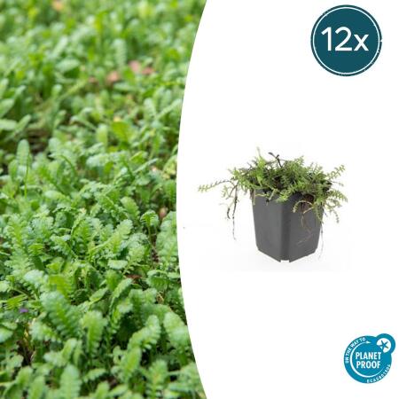 Bodendecker - Moos - Braunes Fiederpolster - Leptinella squalida - Cotula - 9cm Topf - Set mit 12 Pflanzen