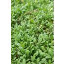 Bodendecker - Moos - Braunes Fiederpolster - Leptinella squalida - Cotula - 9cm Topf - Set mit 12 Pflanzen