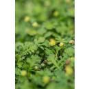 Bodendecker - Moos - Braunes Fiederpolster - Leptinella squalida - Cotula - 9cm Topf - Set mit 12 Pflanzen