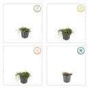 Bodendecker - Moos - Braunes Fiederpolster - Leptinella squalida - Cotula - 9cm Topf - Set mit 12 Pflanzen