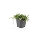 Bodendecker - Moos - Braunes Fiederpolster - Leptinella squalida - Cotula - 9cm Topf - Set mit 12 Pflanzen