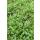 Bodendecker - Moos - Braunes Fiederpolster - Leptinella squalida - Cotula - 9cm Topf - Set mit 12 Pflanzen