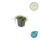 Bodendecker - Moos - Braunes Fiederpolster - Leptinella squalida - Cotula - 9cm Topf - Set mit 12 Pflanzen