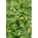 Bodendecker - Moos - Braunes Fiederpolster - Leptinella squalida - Cotula - 9cm Topf - Set mit 60 Pflanzen