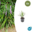 Liriope muscari Ingwersen - 9cm pot - Set of 6 plants