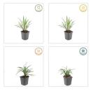 Liriope muscari Ingwersen - 9cm pot - Set of 6 plants