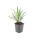 Liriope muscari Ingwersen - 9cm pot - Set of 6 plants