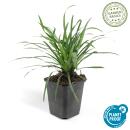 Glöckchentraube - Liliengras - Liriope muscari Moneymaker - 9cm Topf - Set mit 6 Pflanzen
