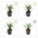 Glöckchentraube - Liliengras - Liriope muscari Moneymaker - 9cm Topf - Set mit 6 Pflanzen