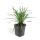 Glöckchentraube - Liliengras - Liriope muscari Moneymaker - 9cm Topf - Set mit 6 Pflanzen