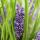 Glöckchentraube - Liliengras - Liriope muscari Moneymaker - 9cm Topf - Set mit 6 Pflanzen