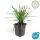 Glöckchentraube - Liliengras - Liriope muscari Moneymaker - 9cm Topf - Set mit 12 Pflanzen