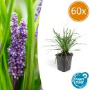 Glöckchentraube - Liliengras - Liriope muscari Moneymaker - 9cm Topf - Set mit 60 Pflanzen