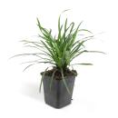 Glöckchentraube - Liliengras - Liriope muscari Moneymaker - 9cm Topf - Set mit 60 Pflanzen