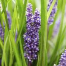 Glöckchentraube - Liliengras - Liriope muscari Moneymaker - 9cm Topf - Set mit 60 Pflanzen